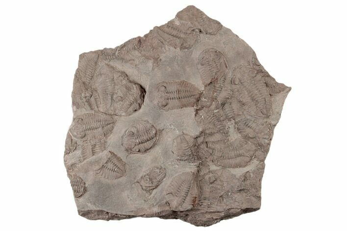 Ordovician Trilobite Mortality Plate - Tafraoute, Morocco #194107